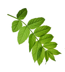 green leaf of elderberry. Isolated on transparent, png. Spring. Nature. Medicinal plants.
