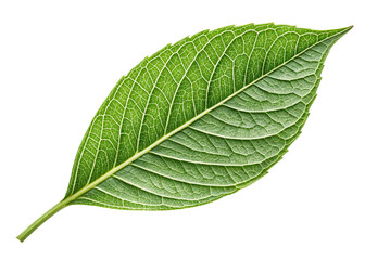 Obraz premium Vibrant Green Leaf, Natures Art, Detailed Veins, On Transparent Background