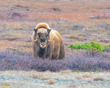 Musk Ox in the Tundra