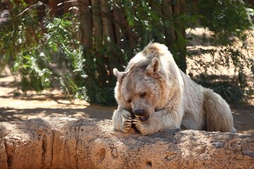 Ours brun