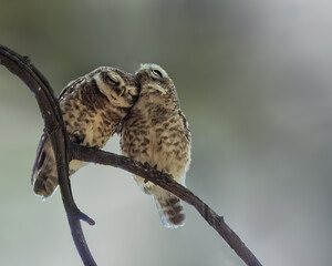 Spotted Owl