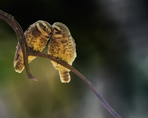 Pair of spotted owl