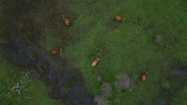 Aerial view of Scottish highlanders in the Kennemerdunes, North Holland, The Netherlands