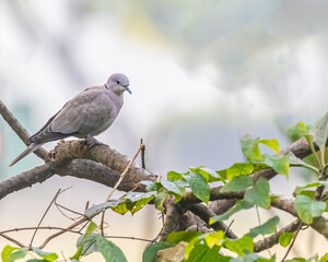 Collard Dove