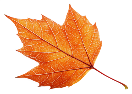 Autumn Leaf, Colorful Lines, Nature, Fall, On Transparent Background