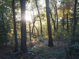 Sunlight Filtering Through Forest Trees