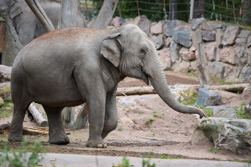 Fototapeta premium The Asian elephant (Elephas maximus).