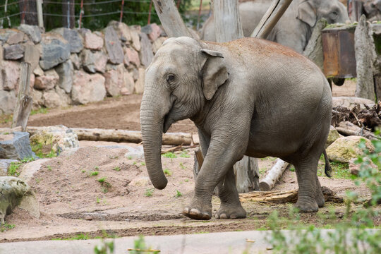 The Asian elephant (Elephas maximus).