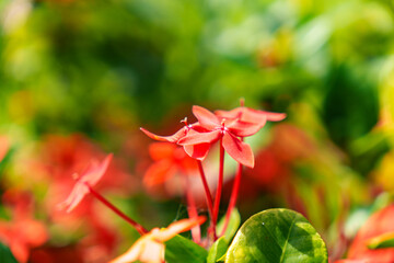 The Stunning and Vibrant Red Flowers Stand Out Boldly Against a Soft Green Background