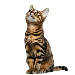 Adorable Bengal Cat Sitting  Looking Up  Brown Rosettes  Pet  Feline  Animal