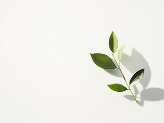 Minimalist Green Leaf Branch on White Background