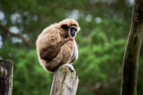 The lar gibbon (Hylobates lar), also known as the white-handed gibbon, is an endangered primate in the gibbon family, Hylobatidae.