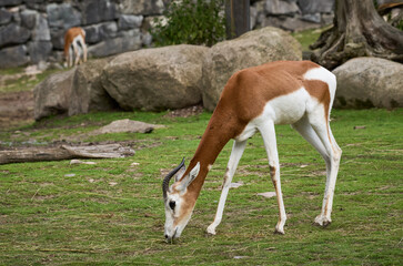 The dama gazelle (Nanger dama), also known as the addra gazelle or mhorr gazelle, is a species of gazelle. 