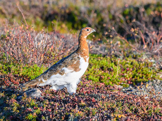 Willow Ptarmigan in the Tundra