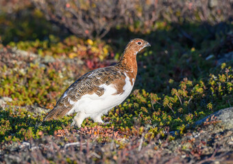 Willow Ptarmigan in the Tundra