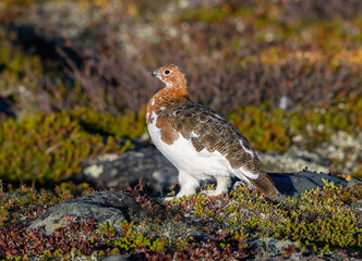Obraz premium Willow Ptarmigan in the Tundra