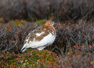 Willow Ptarmigan in the Tundra