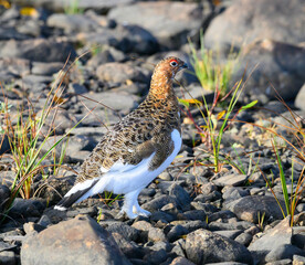 Willow Ptarmigan in the Tundra