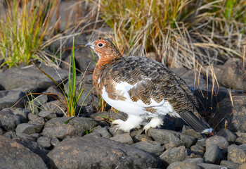 Willow Ptarmigan in the Tundra