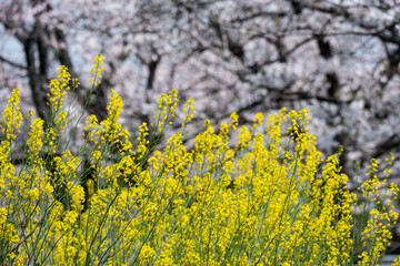 菜の花と桜が彩る春の風景