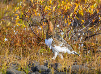 Willow Ptarmigan in the Tundra
