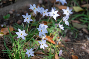 林床に咲く小さな白い星形の花