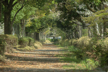 Naklejka premium 木々の緑が覆う静かな散歩道