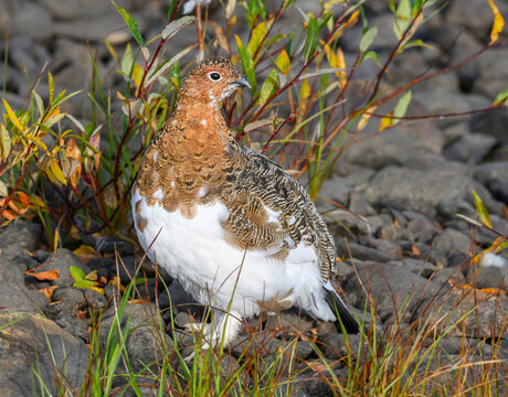 Willow Ptarmigan in the Tundra