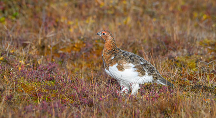Willow Ptarmigan in the Tundra