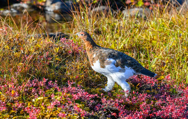 Willow Ptarmigan in the Tundra