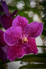 Orchid