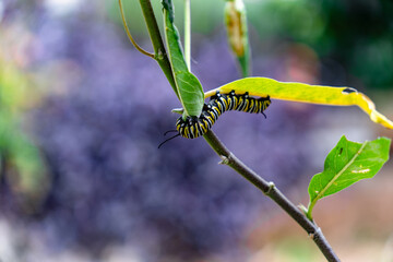 A Monarch caterpillar (Danaus plexippus) walking along a single blade of long green grass with a blue sky in the background