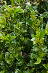 domestic outdoor wall decorated with sprouting green leafy plants.