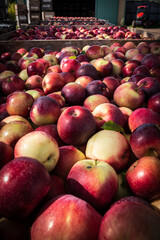 red apples at the market