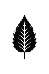 Tree leaves   isolated on white background. black silhouettes of leaves vector. Tropical exotic leaves 