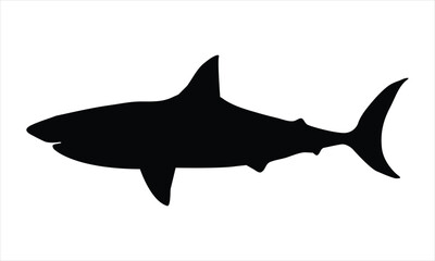 shark isolated on white