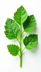 Obraz premium Fresh chopped Tinospora cordifolia herb leaves on white background, earthy, herb garden, plant