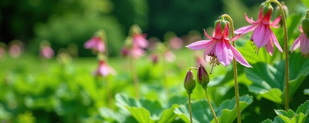Green foliage and stems with flowering columbine Aquilegia vulgaris in a garden, stems, aquilegia