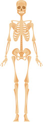 Adult woman skeleton anatomy vector illustration