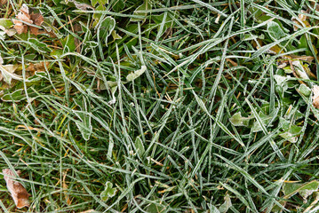The grass is covered with frost.