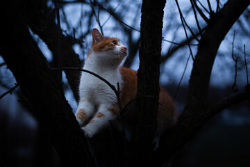 Kot na drzewie  © Oliwier