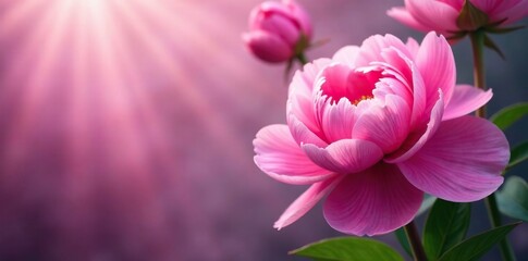 Fototapeta premium Soft focus of peonies in shades of pink and purple, soft focus, bloom, peonies