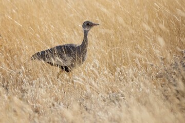 Kori bustard camouflaged in tall grass.