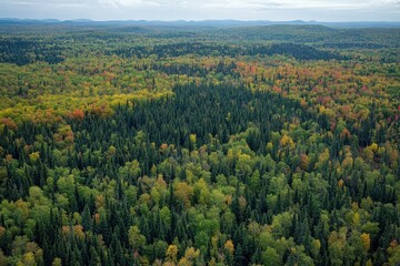 Obraz premium A vast expanse of dense forest showcasing a rich tapestry of green trees mixed with vibrant autumn colors. The view captures rolling mountains in the distance under a cloudy sky.