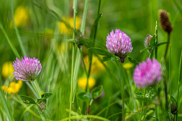 flowers in the meadow