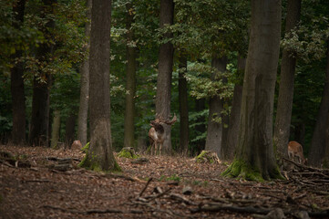 Dama dama and an important period of the year, the female rut.