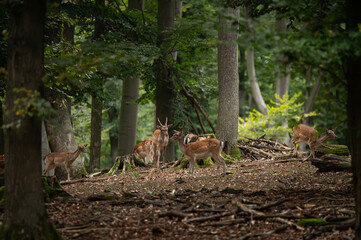 Dama dama and an important period of the year, the female rut.