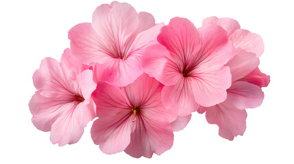 Beautiful Pink Geranium Flowers in Full Bloom - Decorative Floral Arrangement