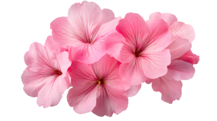 Beautiful Pink Geranium Flowers in Full Bloom - Decorative Floral Arrangement
