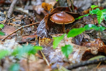 mushroom in the forest